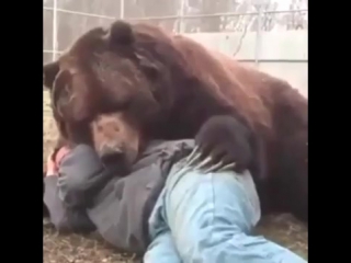 not only khabib is friends with bears)